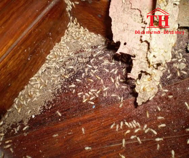 Không thể thanh lý khi bàn ghế bị mọt